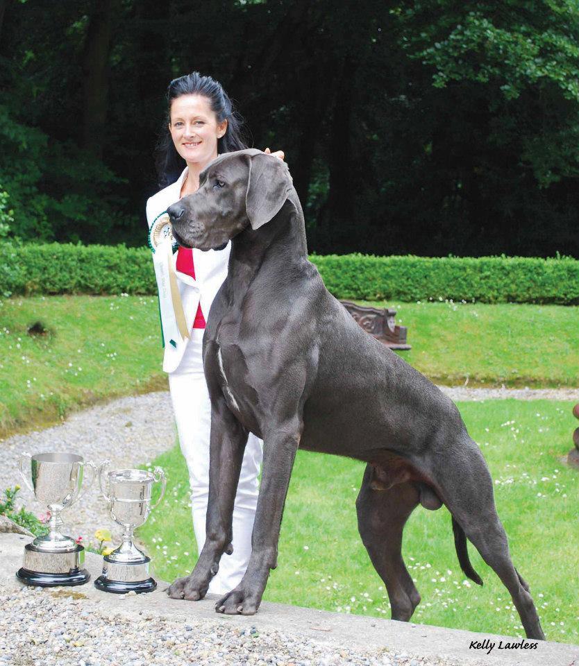 Best Blue Male Great Dane Irish Great Dane Club Show.