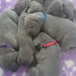 Blue Puppies