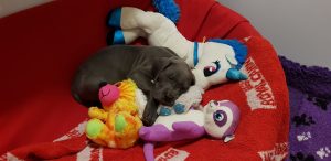 puppy with stuffed toys