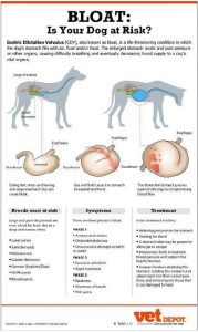 Bloat details