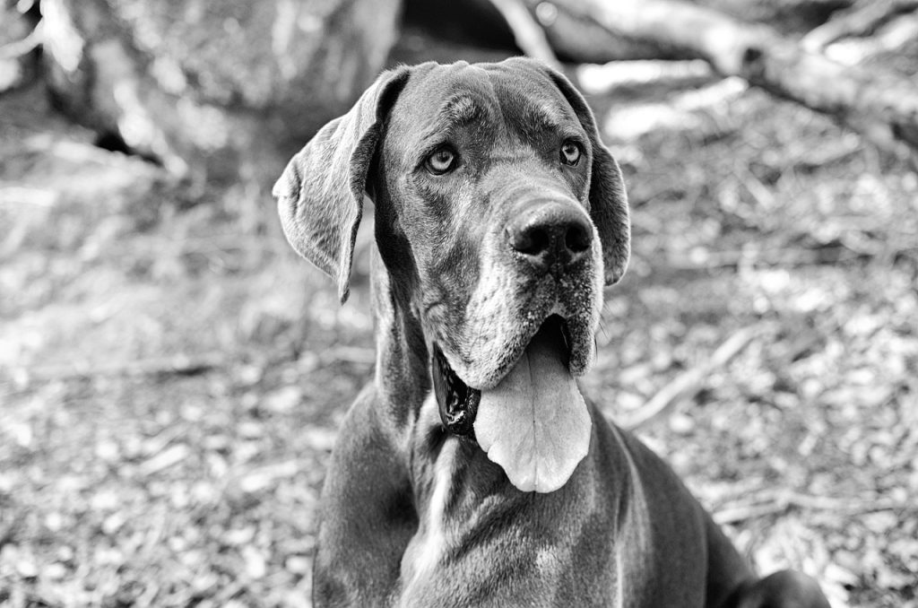 Great Dane Goofy face